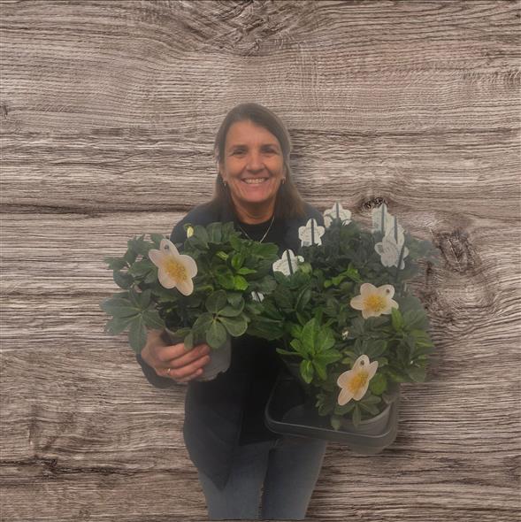 Super flotte Helleborus