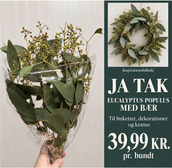 Eukalyptus